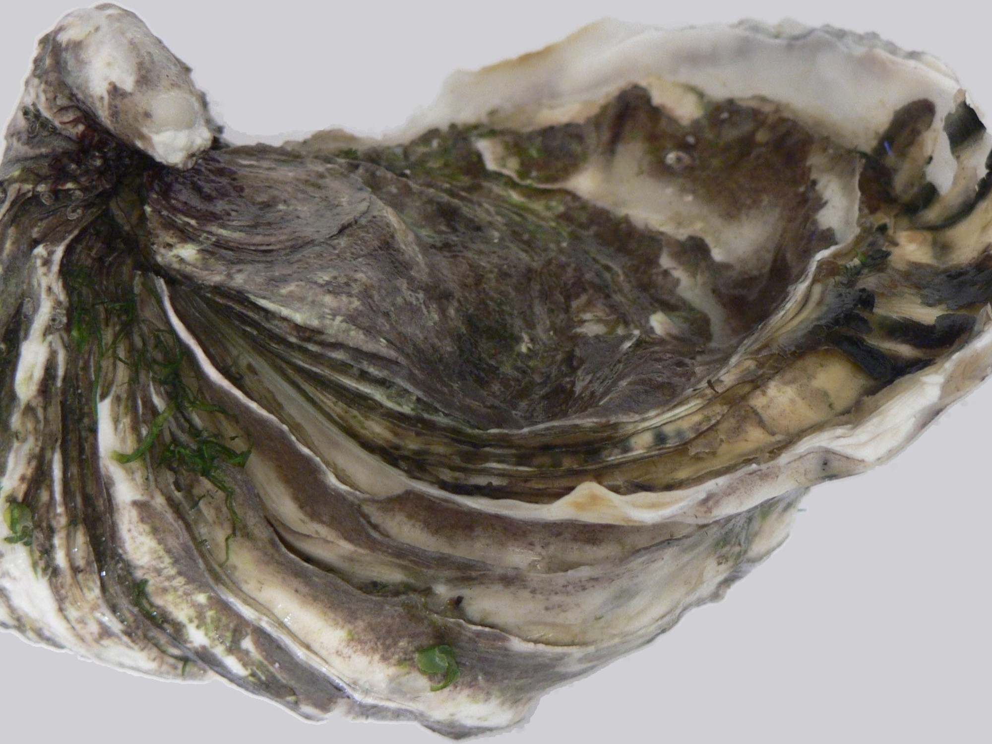 yWvY-kIZ7_2000x1500__1