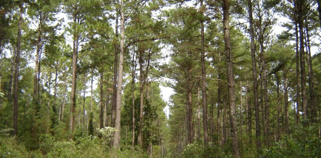 H1db5iSeX_1256x620__1