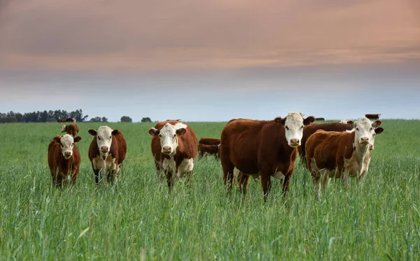 depositphotos_539690556-stock-photo-cattle-raising-natural-pastures-pampas