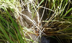 entorchamiento_del_arroz_planta_muerta