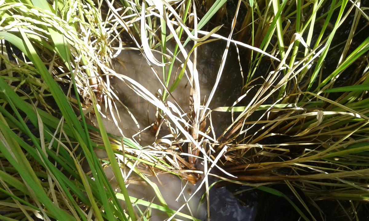 entorchamiento_del_arroz_planta_muerta