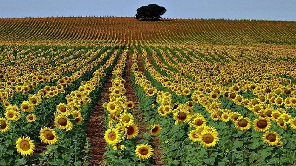 girasol-campo