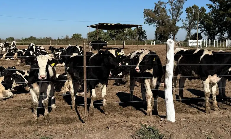nueva-era-de-la-ganaderia-coninagro-ansol-1-780x470