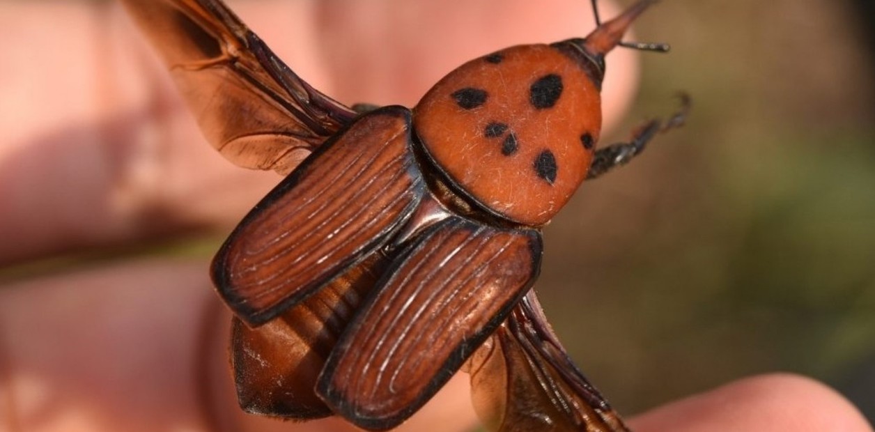 UWsHlrJE0_1256x620__1