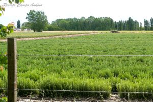 campoandino_oregano_pareditas_san_carlos_mendoza