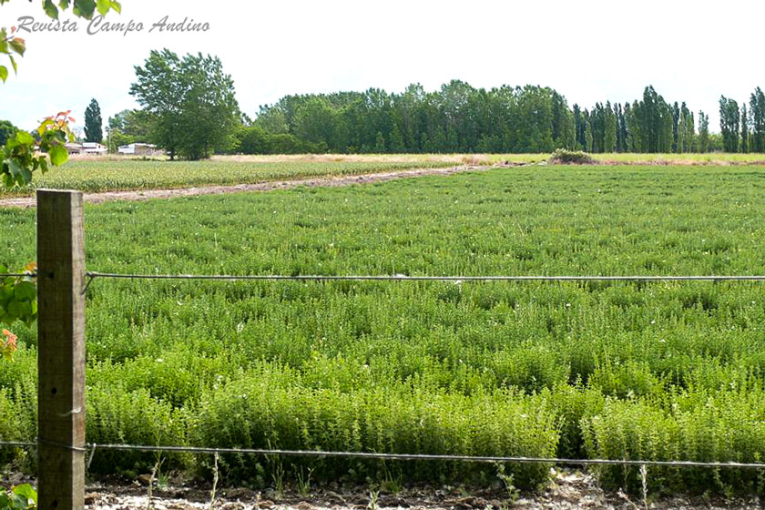 campoandino_oregano_pareditas_san_carlos_mendoza