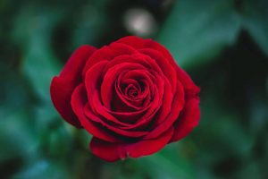ivan-jevtic-p7mo8-CG5Gs-unsplash-2-scaled