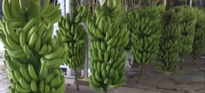 26-05-06_salta_y_jujuy_bananas_1