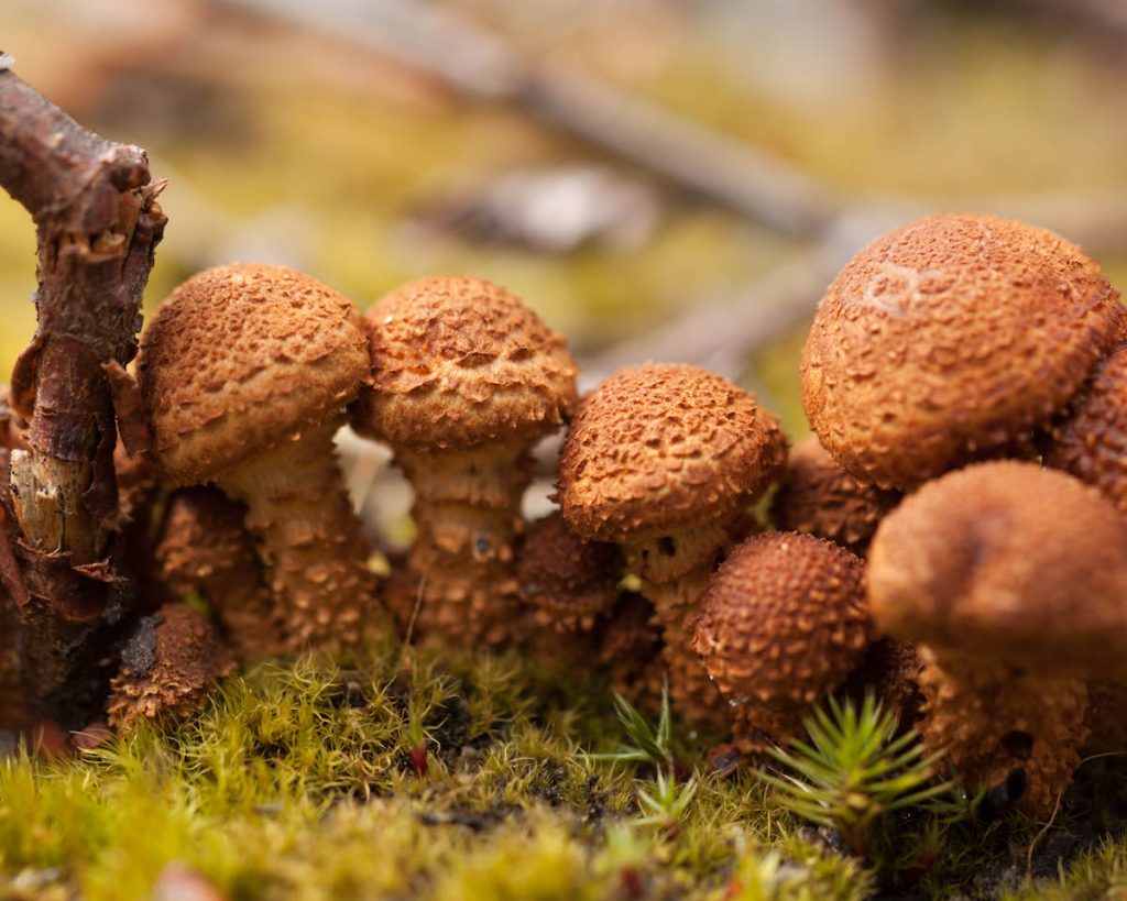 Foto5 Pholiota sp