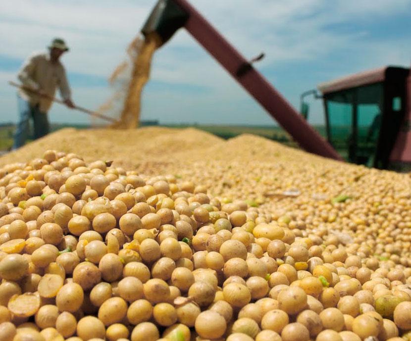 La-soja-en-la-alimentacion-humana