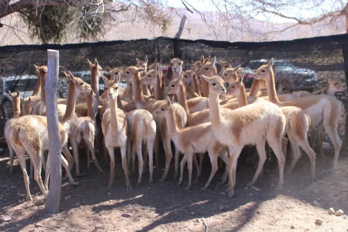 Vicunas rescatadas