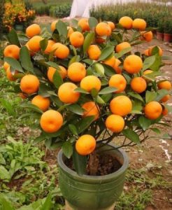 arboles-frutales-en-maceta-369x450