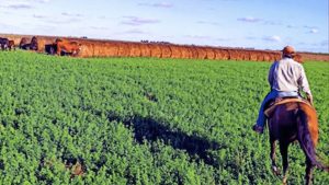 la-confianza-del-campo-esta-en-su-nivel-mas-alto-2218116