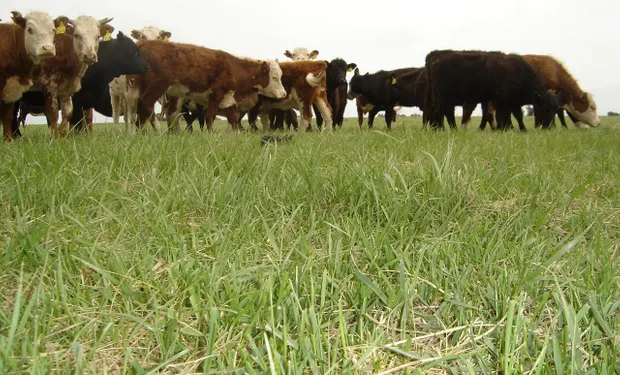 pasturas_fyo