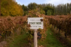 Copia-de-OTROPINOT