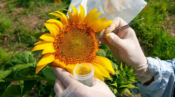 Girasol-2-720x400