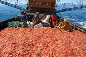 Revista-Puerto-Langostino-en-Chubut-00
