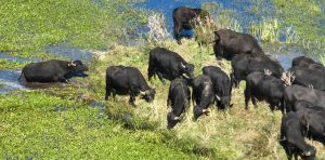 SfW1qlY7P_1256x620__1