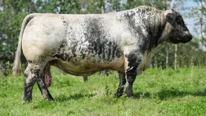 ganaderia-speckle-park-2