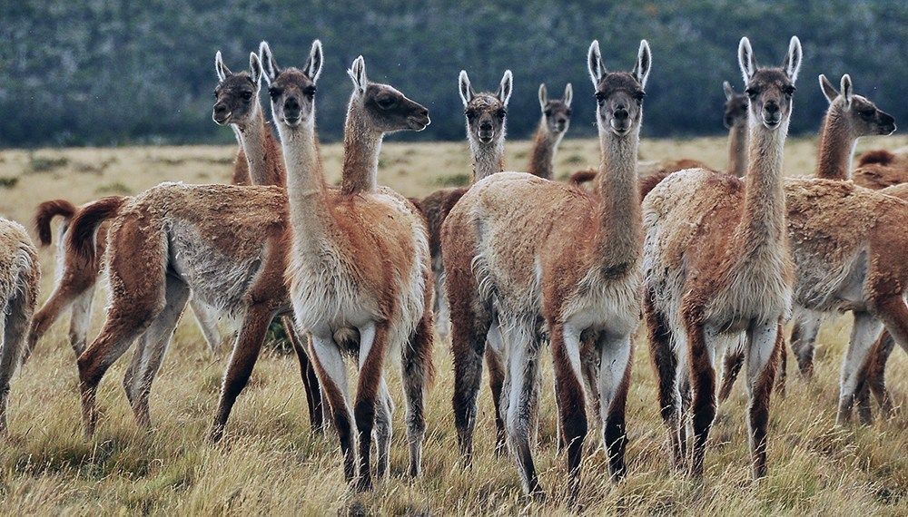 guanacos-2