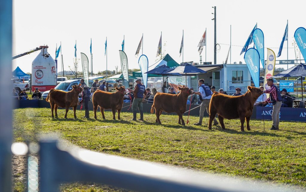Expo-Angus-Primavera-540-b-1