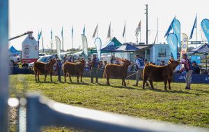 Expo-Angus-Primavera-540-b-1
