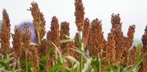 Expoagro en San NIcolas. Sorgo. 12.03.2025 Foto Maxi Failla