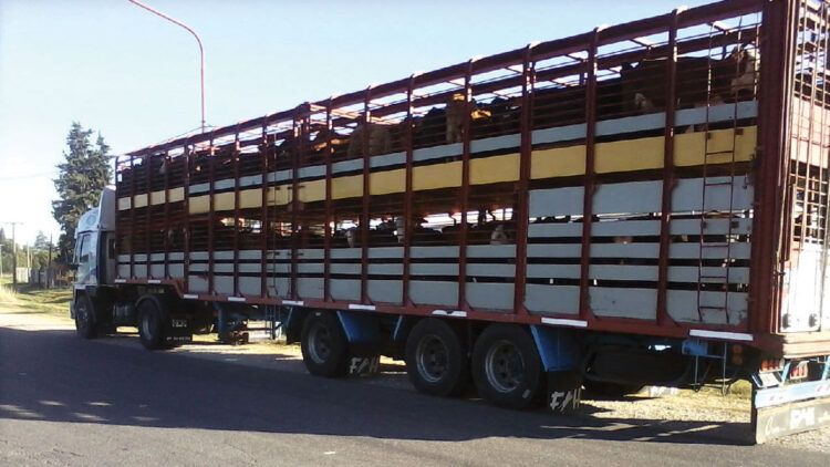camion-jaula-750x422