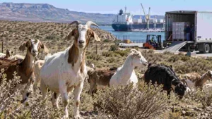 exportaciones-carne-caprina-argentina-2026
