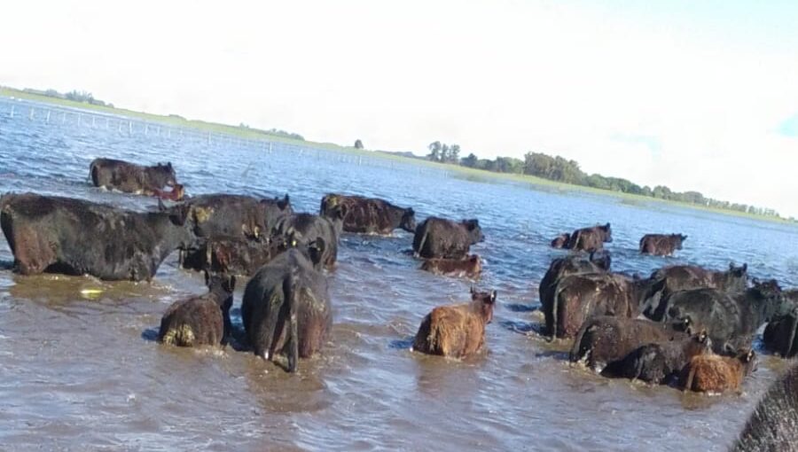 ganado-en-inundaciones-bragado-y-25-de-mayo-bichos-de-campo-e1760546214293