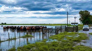hacienda-campo-inundado-ganaderia-emergencia-ruralnet
