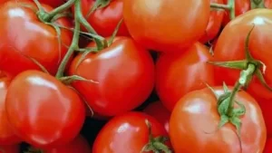 tomates_416x234