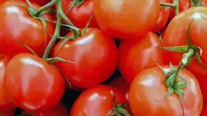 tomates_416x234