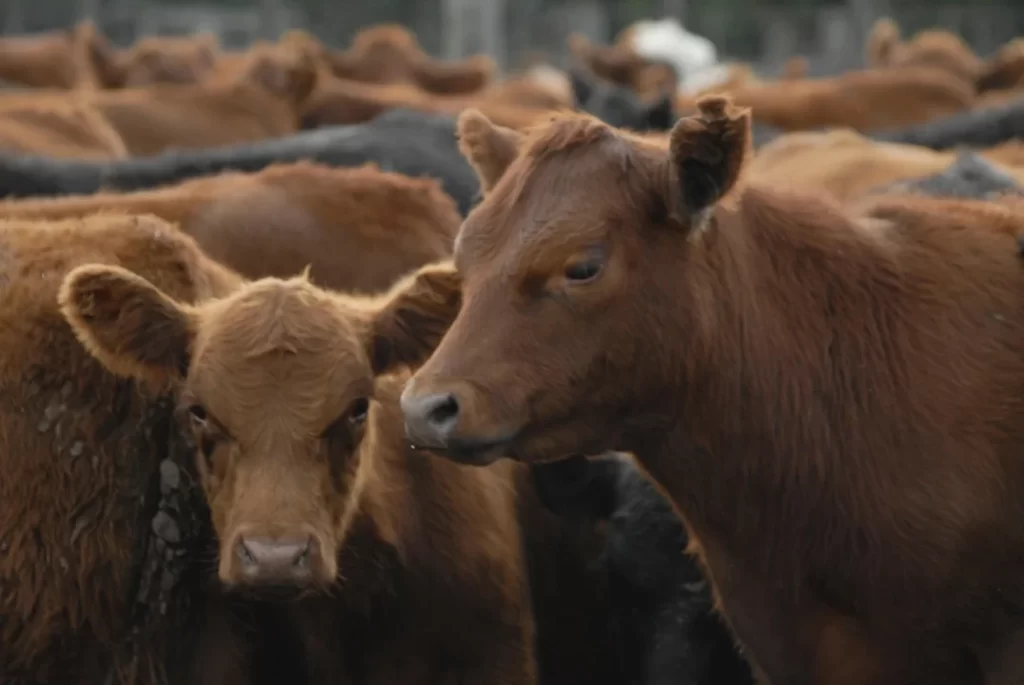 vacas