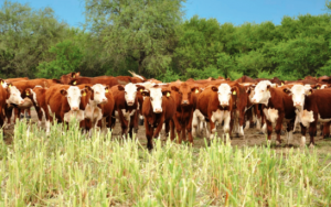 vacas_ipcva