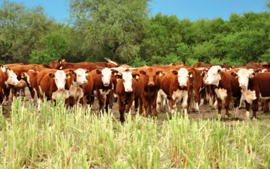 vacas_ipcva