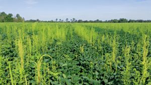 amaranthus-A-palmeri-en-soja-u