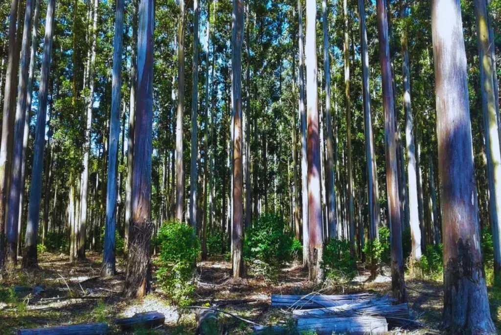 mejoramiento-forestal-boques
