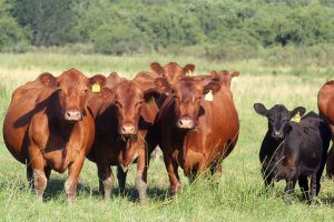 vacas