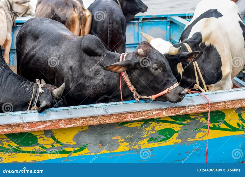 vacas-domésticas-en-un-barco-de-envío-local-cerca-tiro-marítimo-244865499