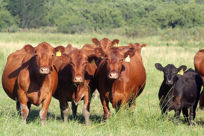 vacas